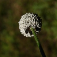 Eriocaulon brownianum Mart.